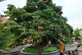 Cây ăn quả quen thuộc “lên chậu” thành siêu phẩm bonsai, mang ý nghĩa phong thủy tài lộc, có cây giá trăm triệu đồng