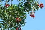Loại quả mọc bờ rào xưa chín rụng đầy nay thành đặc sản 50.000 đ/kg, trồng một lần thu hoạch nhiều năm, du khách thích thú