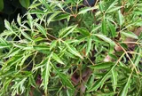 Cây đinh lăng hợp mệnh nào nhất?
