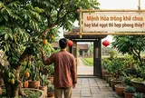 Mệnh Hỏa trồng khế chua hay khế ngọt thì hợp phong thủy?