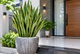 Tin vui cho những gia đình đang trồng cây Lưỡi Hổ