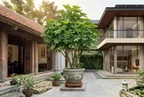 Tin vui cho những gia đình đang trồng cây Ngũ Gia Bì