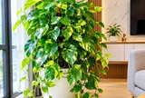 Tin vui cho những gia đình đang trồng cây Trầu Bà