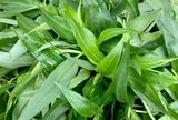 Cây dại mọc ở bờ mương nay thành đặc sản nổi tiếng, trồng 30 ngày cho thu hoạch, giá 55.000 đ/kg người thành phố ưa chuộng