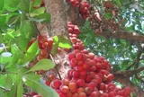 Loại quả xưa chín rụng đầy nay thành đặc sản 45.000 đ/kg, trồng một lần thu hoạch nhiều năm, du khách thích thú