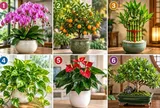  Chọn 1 cây cảnh bạn ấn tượng để xem điểm mạnh giúp bạn thu hút tiền tài là gì?