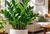 Gia đình trồng cây kim tiền phong thủy cần biết điều này