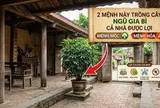 2 mệnh này trồng cây Ngũ Gia Bì cả nhà được lợi