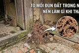Nên làm gì khi thấy tổ mối đùn đất trong nhà?