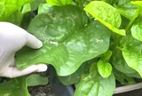 Cách trồng mồng tơi lớn nhanh như thổi, ngọn mập mạp