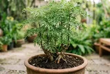 Lời khuyên cho các gia đình thường xuyên ăn lá đinh lăng