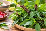 Tin vui bất ngờ cho gia đình đang trồng cây húng quế và thích ăn rau húng quế