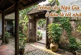 Trồng cây Ngũ Gia Bì ở đâu là tốt nhất?