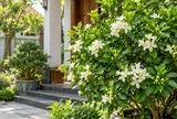 Trồng cây nguyệt quế trước nhà có tốt phong thủy không? Những điều cần tránh