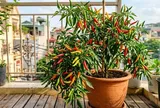 3 vị trí trồng cây ớt giúp thu hút tài lộc vào nhà