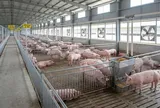 Giá heo hơi hôm nay 8/9/2026: Miền Bắc giảm, miền Trung tăng giảm trái chiều