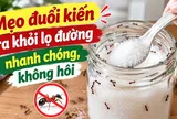 Mẹo đuổi kiến ra khỏi lọ đường nhanh chóng, không hôi
