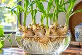 Lời khuyên cho những người trồng gừng thủy sinh: 7 lưu ý nhất định cần biết