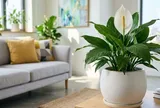 Người mệnh nào hợp trồng cây lan ý?