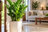 Trồng cây kim tiền ở đâu tốt cho phong thủy? Nhiều người đặt sai chỗ