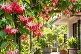 Trồng sử quân tử trong nhà, bạn đã biết 5 công dụng đáng chú ý của loài cây này?