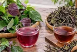 Uống nước lá tía tô tươi hay khô thì tốt hơn?