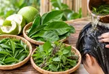 Cách gội đầu bằng 3 loại lá phổ biến giúp tóc sạch, đẹp và hỗ trợ mọc tóc con