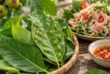 Có nên ăn lá sung có nốt sần không? Sự thật về loại lá dân dã nhiều người vẫn dùng