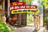 Tại sao gà đến nhà thì khó, chó đến nhà thì may?