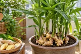 Lợi ích khi trồng chậu gừng trong nhà: Không chỉ để làm gia vị, còn có 5 điểm đáng giá này
