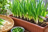 Trồng hành trong chậu cực dễ: Tận dụng gốc hành bỏ đi, vài tuần là có hành xanh ăn quanh năm