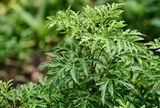 Vị trí tốt nhất trồng cây đinh lăng, vừa đẹp nhà vừa hút lộc cực mạnh