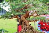Cây dại nở hoa tỏa mùi thơm nức mũi “lên chậu” thành bonsai, mang lại tiền tài và phú quý, giá đắt đỏ vẫn được săn lùng