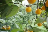 Loại quả xưa chín rụng đầy gốc nay thành đặc sản 130.000 đ/kg, trồng một lần thu hoạch nhiều năm, người thành phố ưa chuộng