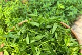 Cây dại mọc bờ rào nay thành đặc sản nổi tiếng, trồng 45 ngày cho thu hoạch, giá 60.000 đồng/kg được ưa chuộng ở thành phố