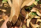 Loại quả xưa chín rụng đầy nay thành đặc sản 300.000 đ/kg, trồng một lần thu hoạch nhiều năm, du khách thích mê