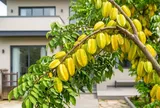2 mệnh trồng cây Khế cả nhà hưởng phúc lây