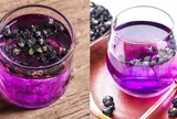Mỗi ngày uống một cốc trà hắc kỷ tử, cơ thể nhận được 6 lợi ích