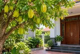 Nhà ai đang trồng cây khế trước nhà, chú ý điều này