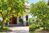 Trồng cây khế trước hay sau nhà tốt hơn? Người xưa có một lựa chọn đáng lưu ý