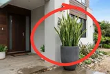 Trồng cây Lưỡi Hổ ở đâu tốt nhất?