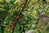 Loại quả xưa chín rụng đầy nay thành đặc sản 35.000 đ/kg, trồng một lần thu hoạch nhiều năm, du khách thích mê