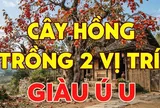 2 vị trí trồng hồng hút tài lộc vào nhà: Ai không biết thật đáng tiếc