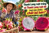 Thanh long ruột trắng và thanh long ruột đỏ loại nào nhiều chất bổ hơn?