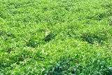 Loại cây cho quả bé tý, giàu dưỡng chất, trồng một lần thu hái nhiều đợt giúp nông dân vươn lên làm giàu