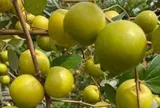 Loại quả mọc bờ rào xưa chín rụng đầy nay thành đặc sản 70.000 đ/kg, trồng một lần thu hoạch nhiều năm, được ưa chuộng ở thành phố