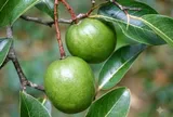 Loại quả xưa chín rụng đầy nay thành đặc sản 150.000 đ/kg, trồng một lần thu hoạch nhiều năm, du khách thích thú