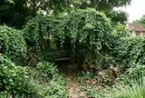 Nhà có sân vườn nên lưu ý 5 loại cây này vì có thể trở thành chỗ rắn ẩn náu