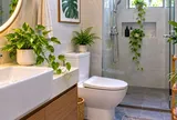 Tại sao người thông minh thường đặt vài chậu cây xanh nhỏ trong nhà vệ sinh? 5 lý do ít người để ý