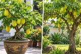 Trồng cây khế cảnh phong thủy: Nên để trong chậu hay trồng thẳng xuống sân vườn để hút tài lộc?